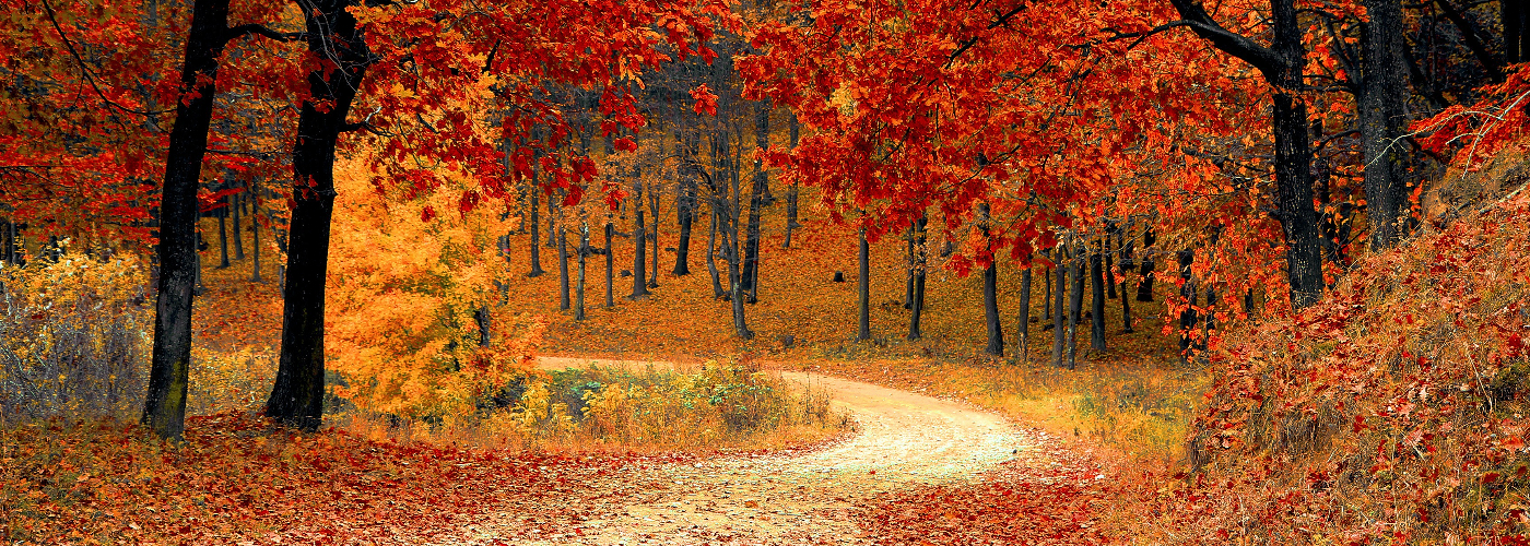 Bos in mooie herfstkleuren