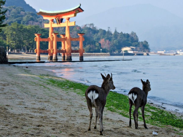 Tamme hertjes bij de Torii gate van Miyajima