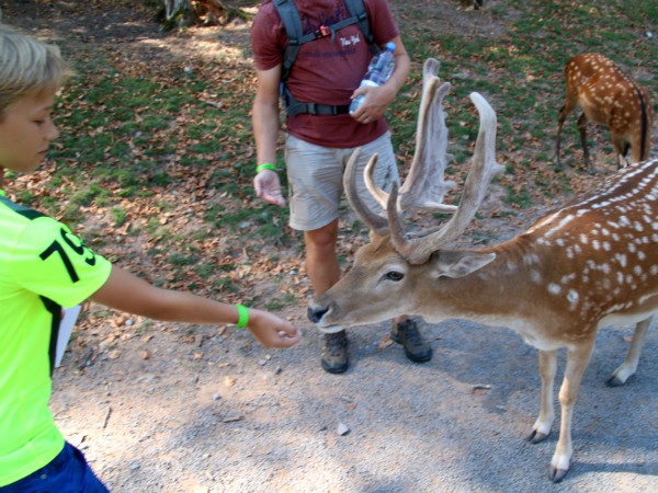 Hertjes voeren in het Wildpark