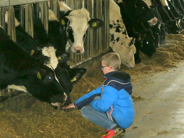 Max voert een koe bij Hoeve de Hei