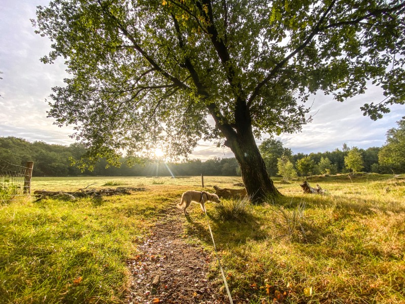 Als je het resort afloopt (voorbij de parkeerplaatts) wandel je zo het bos in.