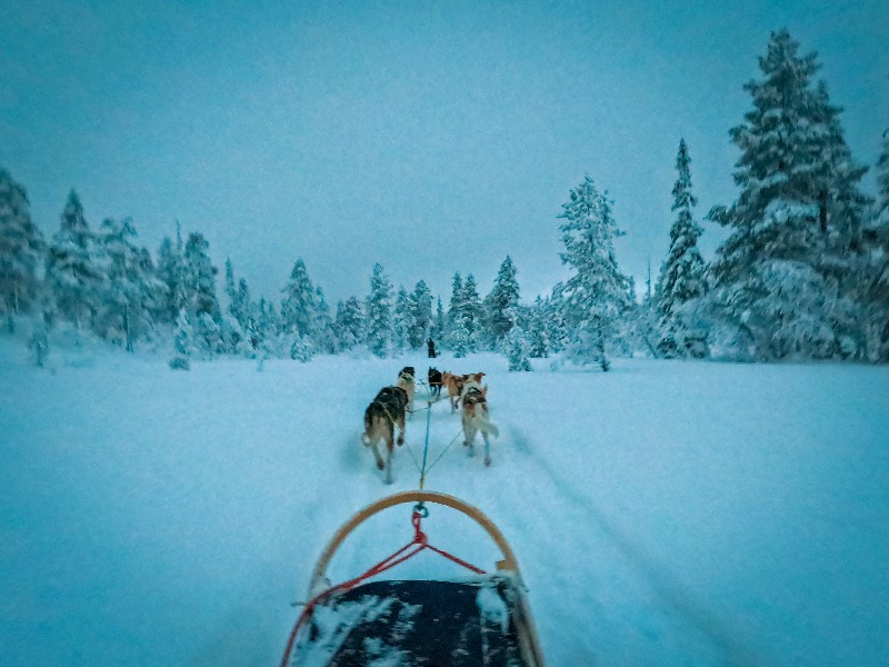 Met de hondenslee door Winter Wonderland in Stöten