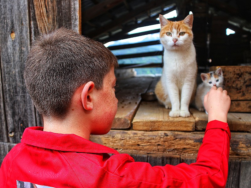 Hoe schattig, de kittens! Altijd leuk, jonge diertjes.