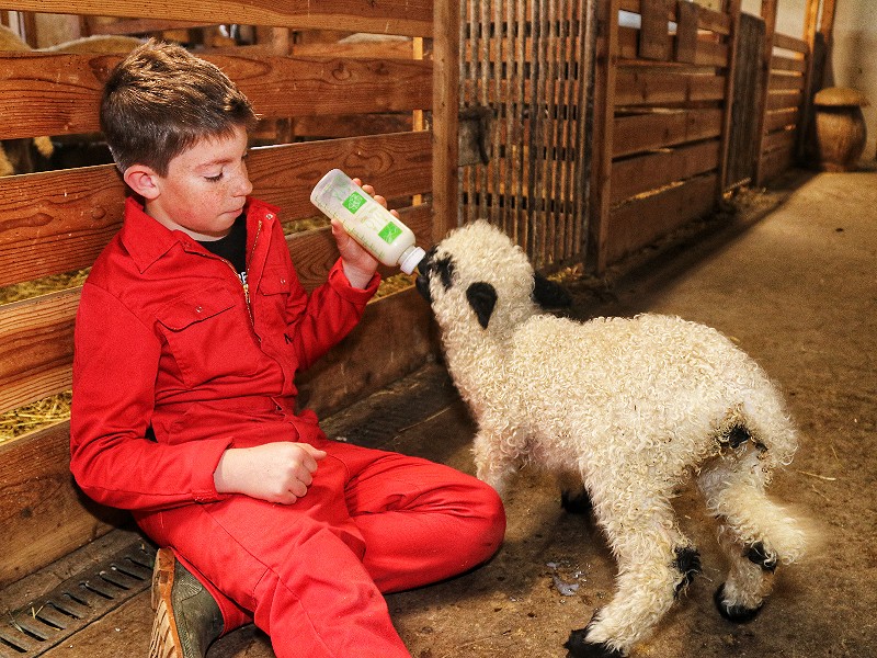 Lammetjes een flesje melk geven....hoe leuk is dat?!