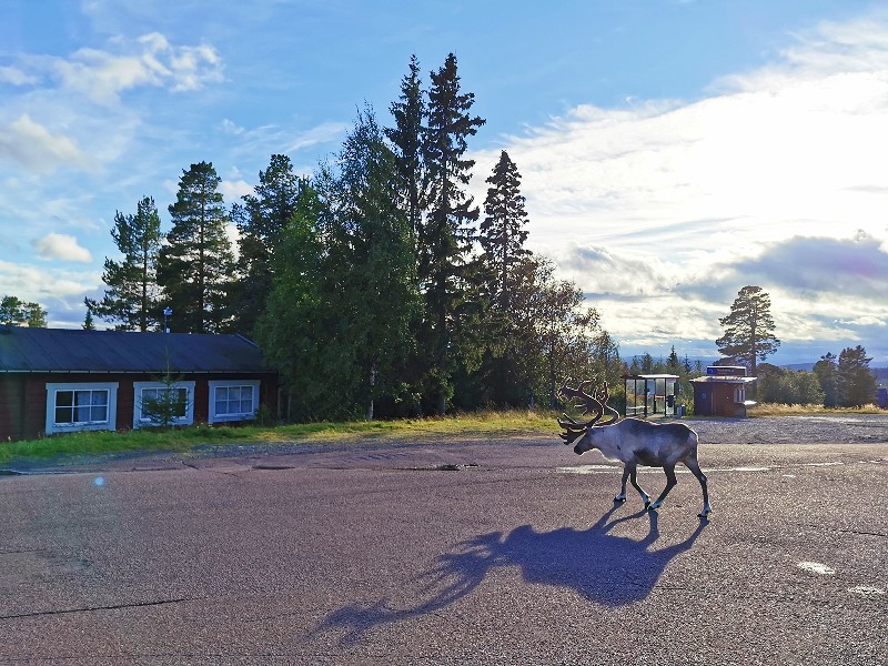 Een rendier gespot bij Idre Fjäll