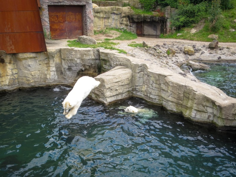 Ijsberen in dierentuin Hannover