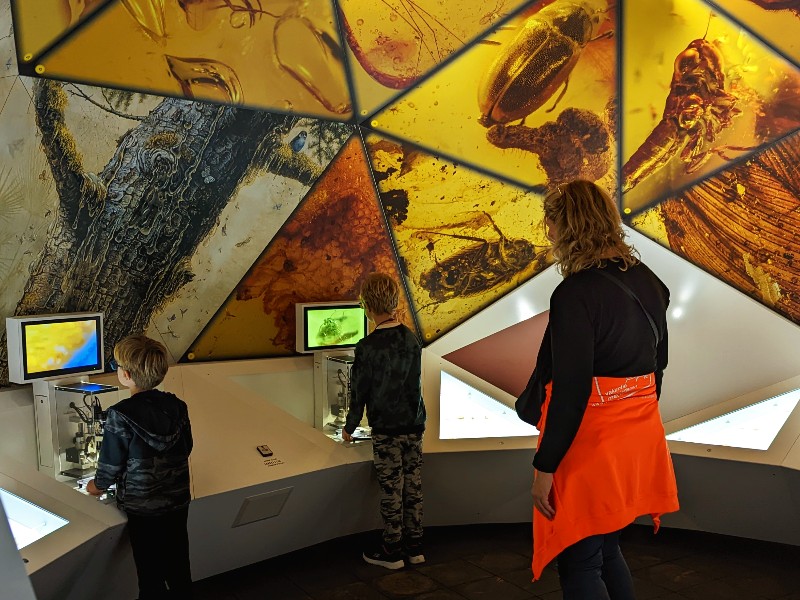 Kinderen bekijken de gevangen insecten in Barnsteen