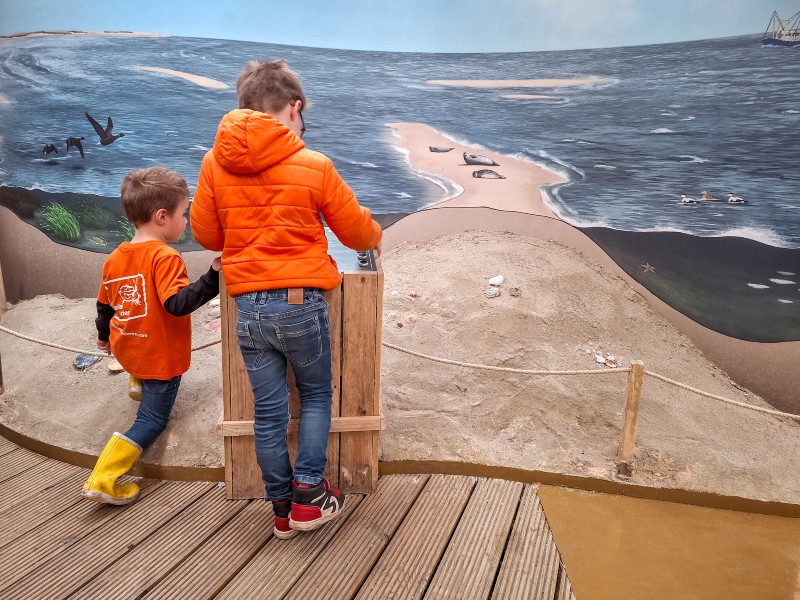 Welke schelpen en planten kom je tegen op het Wad?