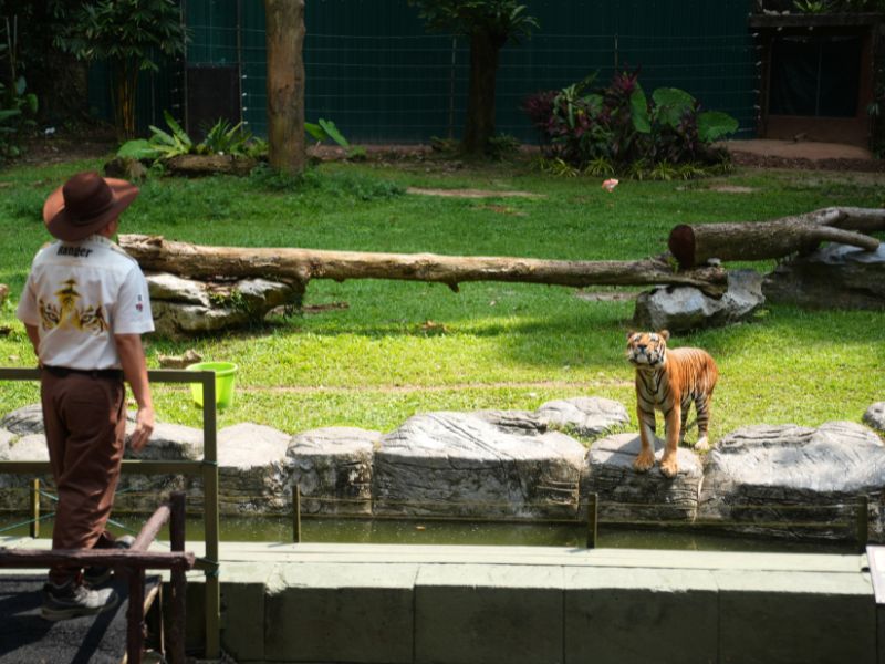 Tijgershow met voedermoment in Sunway Lost World of Tambun