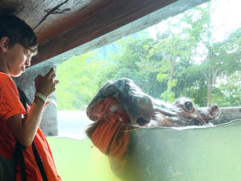Oog in oog met nijlpaarden in Sunway Lost World of Tambun in Ipoh