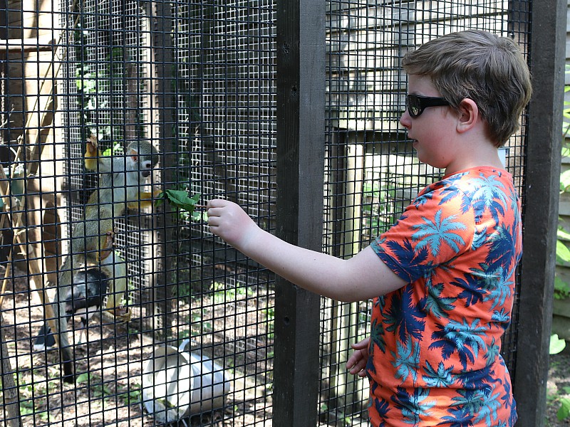 De aapjes komen vanzelf naar je toe!