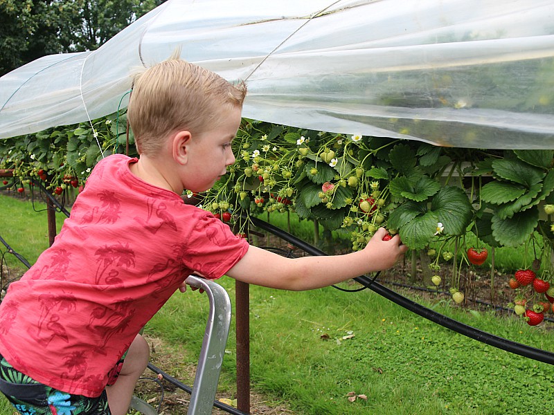 Zelf fruit plukken in de Zelfpluktuin in Tricht