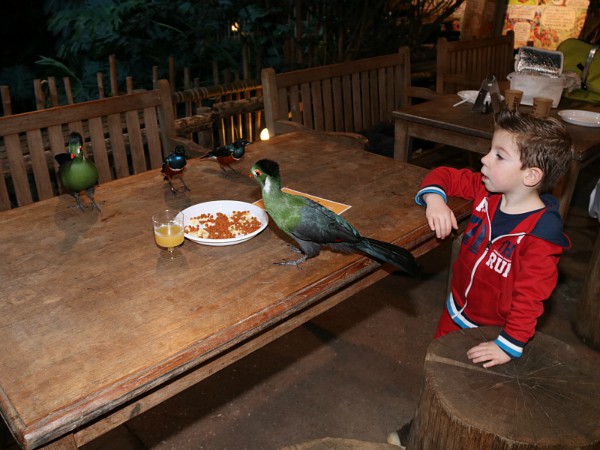 Heel dicht bij de vogels in de Jungle Dome