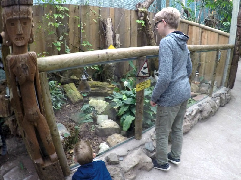 De jongens hebben kaaimannen gespot!