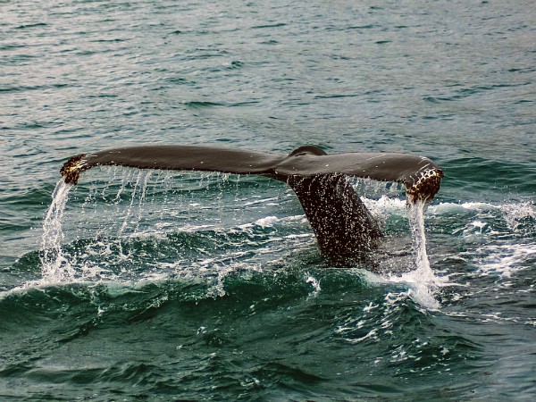 Walvisstaart boven water