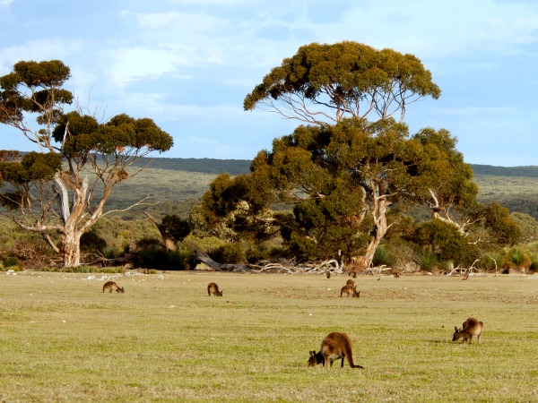 Kangaroo Island in South Australia