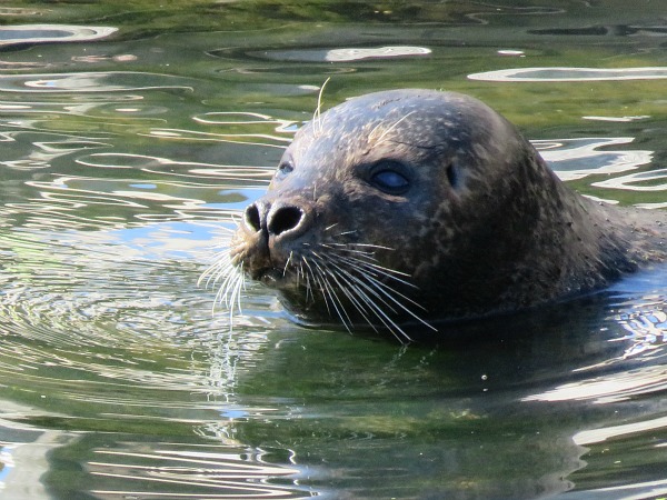 zeehond in het Kattegatcentret