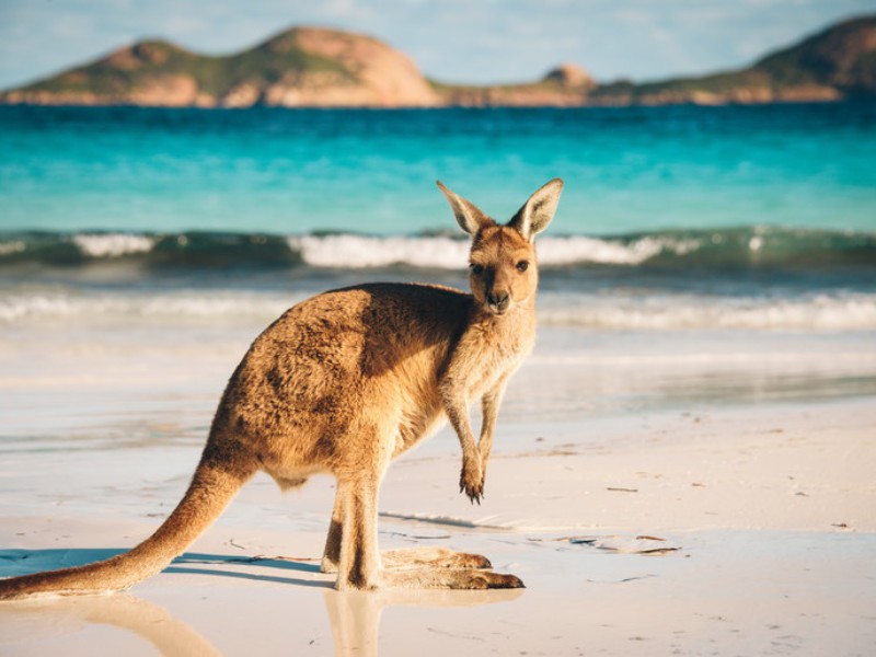 Kangaroo, lucky bay, west australie