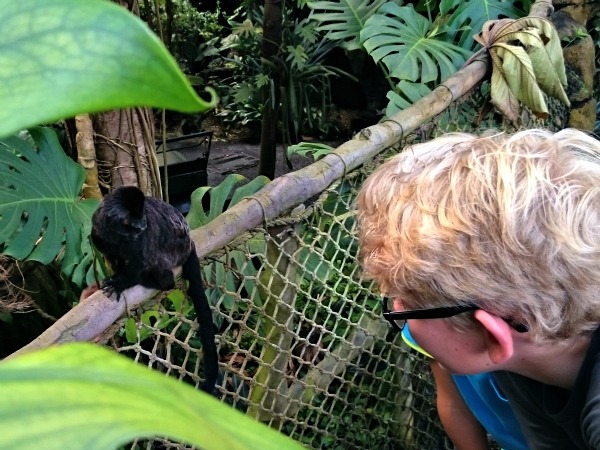 Klein aapje in Randers Regnskov