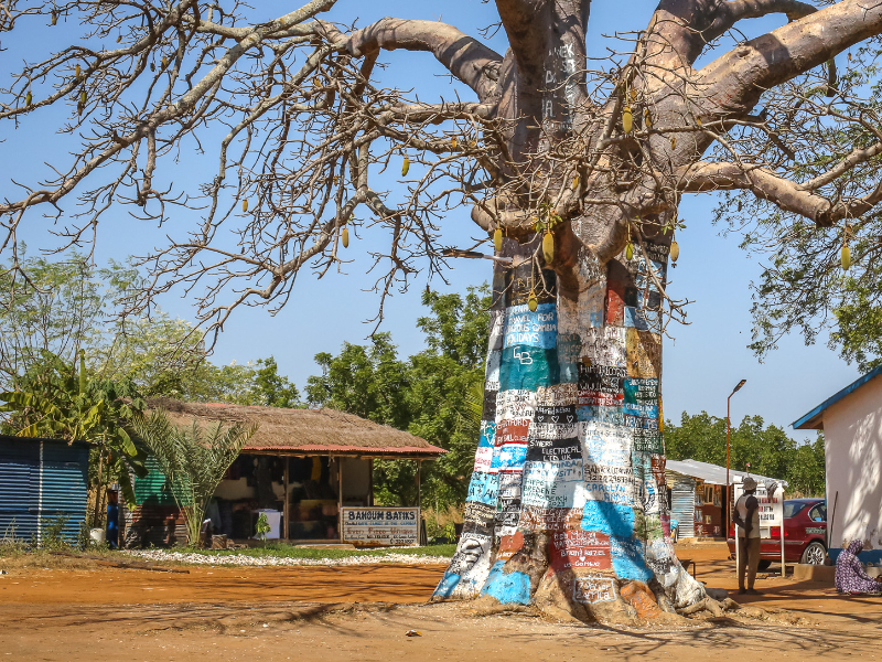 Baobab in Gambia bij Lamin Lodge