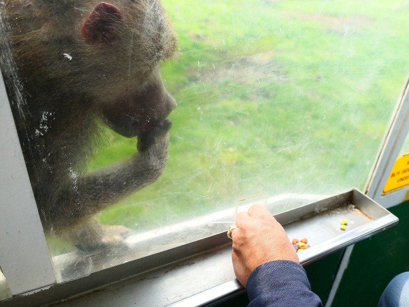De apenvoeren bij de speciale voergaten