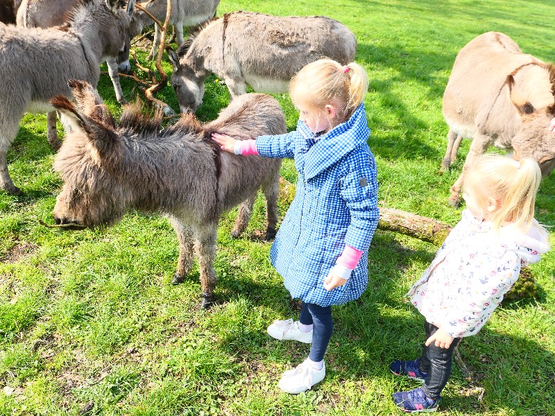 In Denemarken vind je safaripark Knuthenborg, een enorm safaripark in het dorpje Bandholm. Dit safaripark is zo groot dat de dieren er veel vrijheid hebben. 