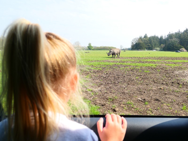 Bij de neushoorns mag je ook je raampje open laten
