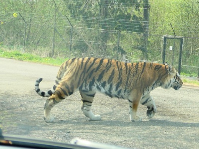 De tijger liep vlak achter onze auto langs!