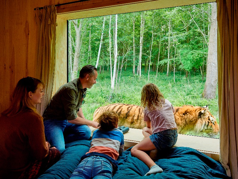 Slapen tussen de tijgers in Denemarken.. wie durft?!
