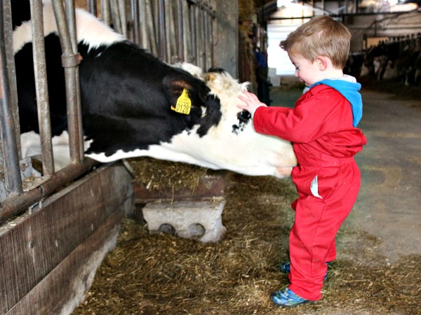 Grondulow bij Koe in de Kost