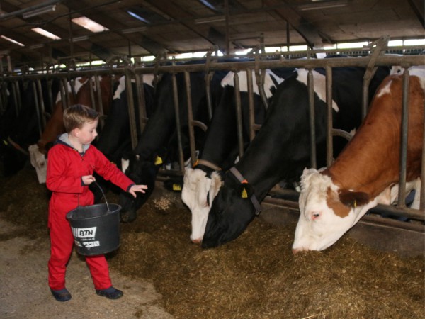 Koeien voeren op de boerderij