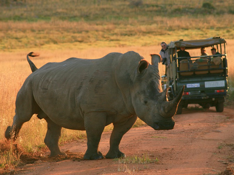 Neushoorn gespot tijdens de gamedrive in Welgevonden Game Reserve