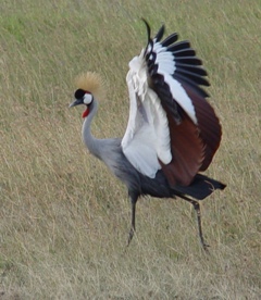 Prachtige kraanvogel bij Lake Naivasha Prachtige kraanvogel bij Lake Naivasha