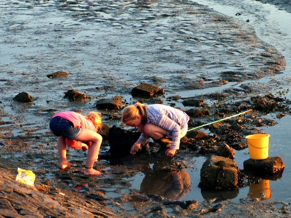 Krabbetjes vangen op het wad bij Schiermonnikoog