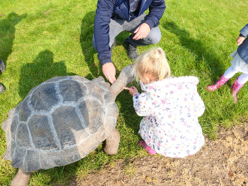 De schildpadden vinden het heerlijk als je in hun nek kriebelt