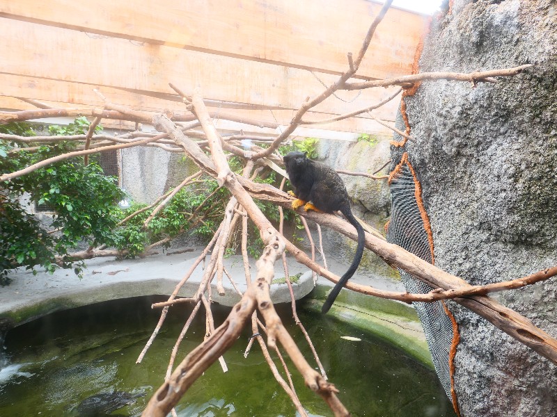 Kijk, de Krokodille Zoo heeft ook een aapje met sokjes aan