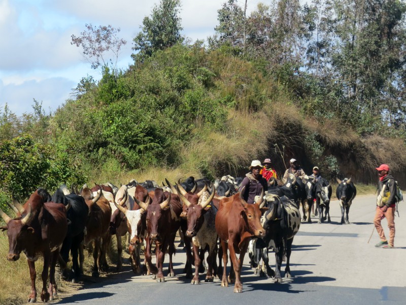 We komen verschillende kuddes zeboe tegen op weg naar Ambalavao