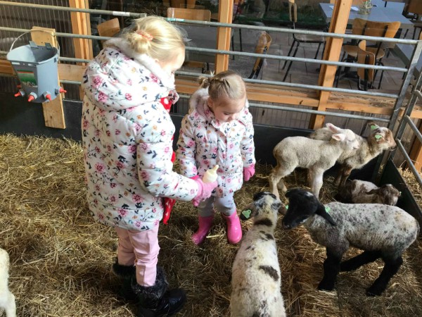 Helpen om de lammetjes te voeren