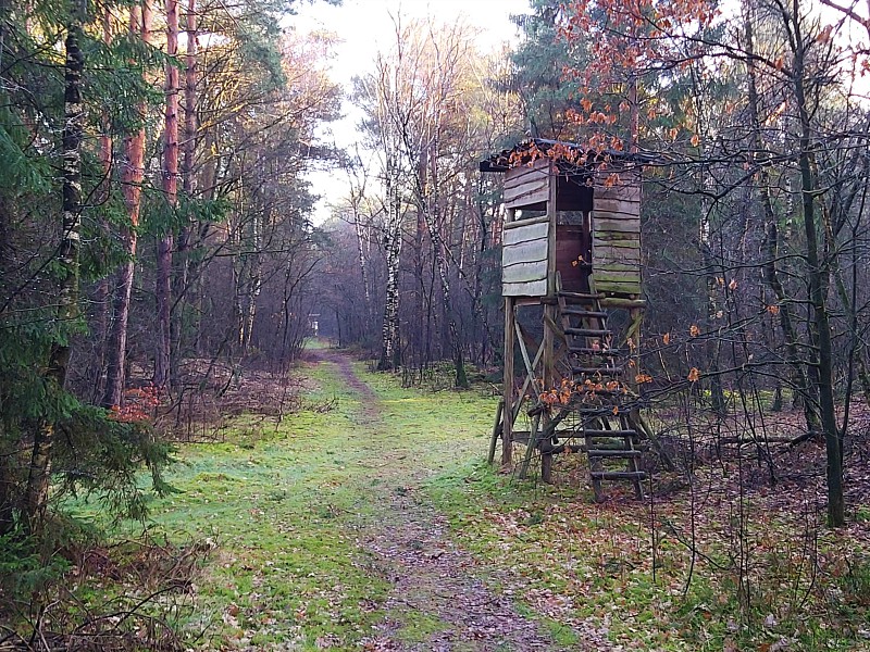 Het bos bij Landal Dwergter Sand