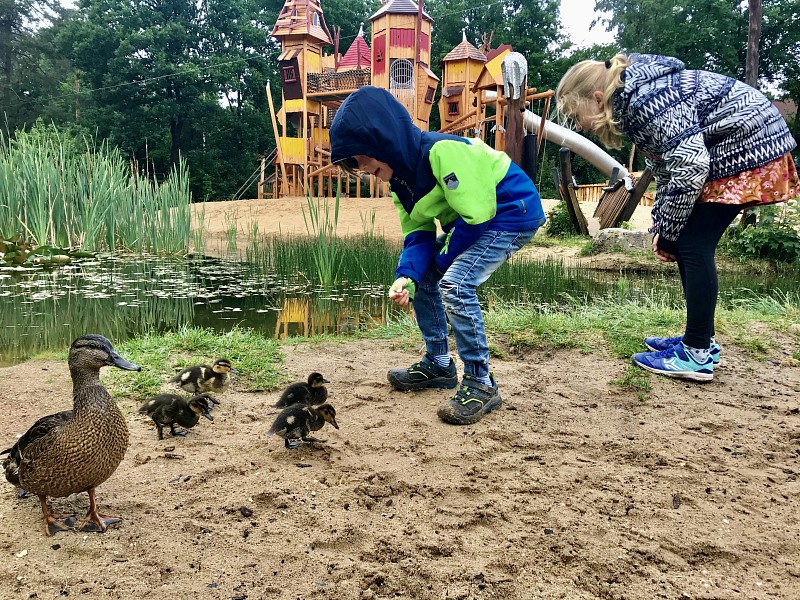 Moeder eend met haar kroost tussen de spelende kinderen