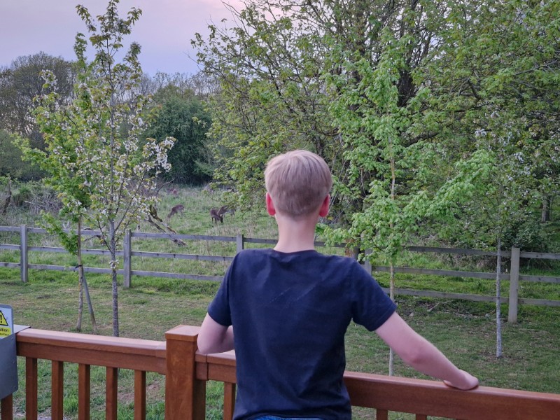 Hertjes spotten vanaf onze Lodge