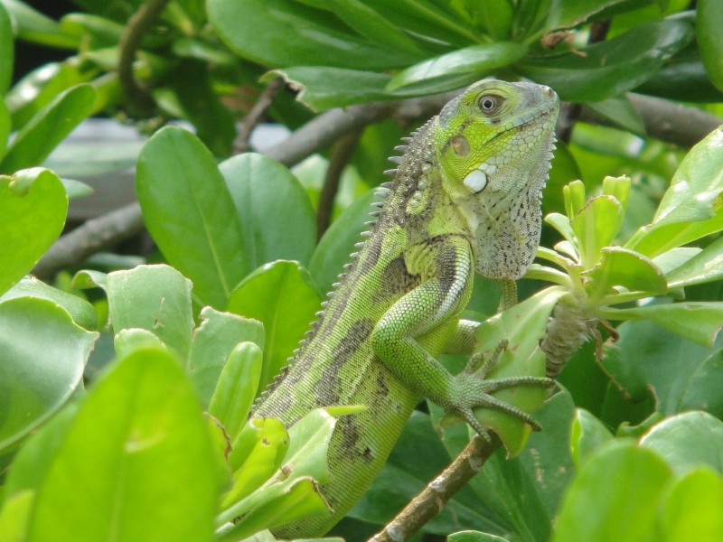 Prachtige leguaan op Bonaire