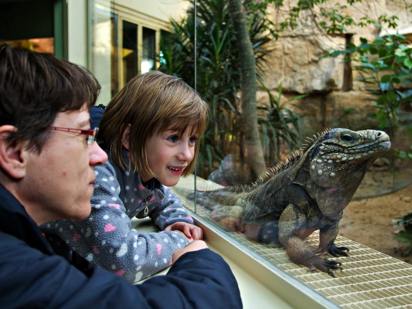 Een leguaan in de dierentuin van Praag