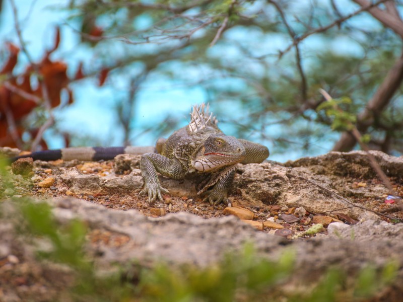 Leguaan bij Grote Knip
