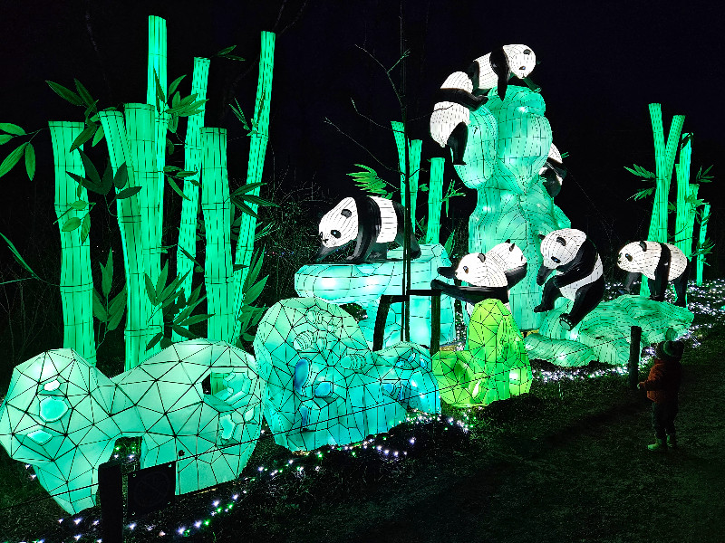 Panda's bij de Light Safari Beekse Bergen
