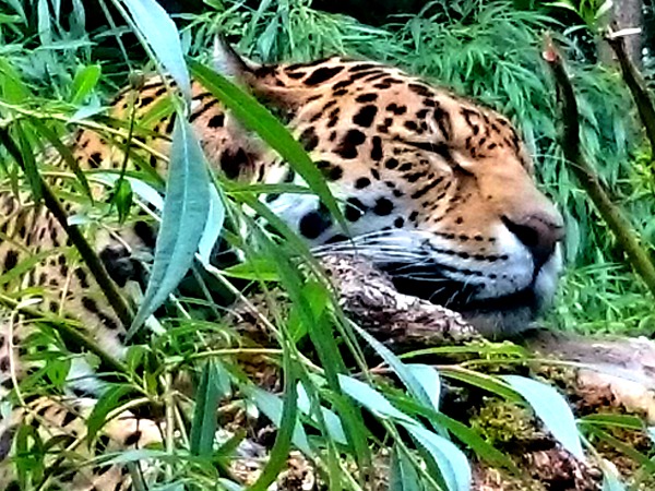 Luipaard in Dierenpark Emmen, nu Wildlands Adventure Zoo