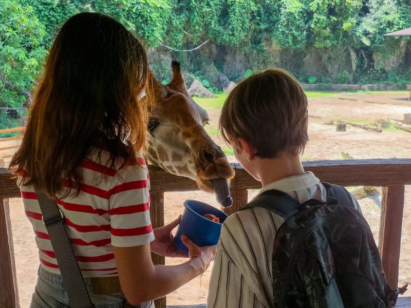Giraffe voeren in Sunway Lost World of Tambun in Ipoh Maleisië