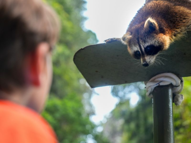Sunway Lost World of Tambun heeft ook een dierenpark met onder andere wasberen