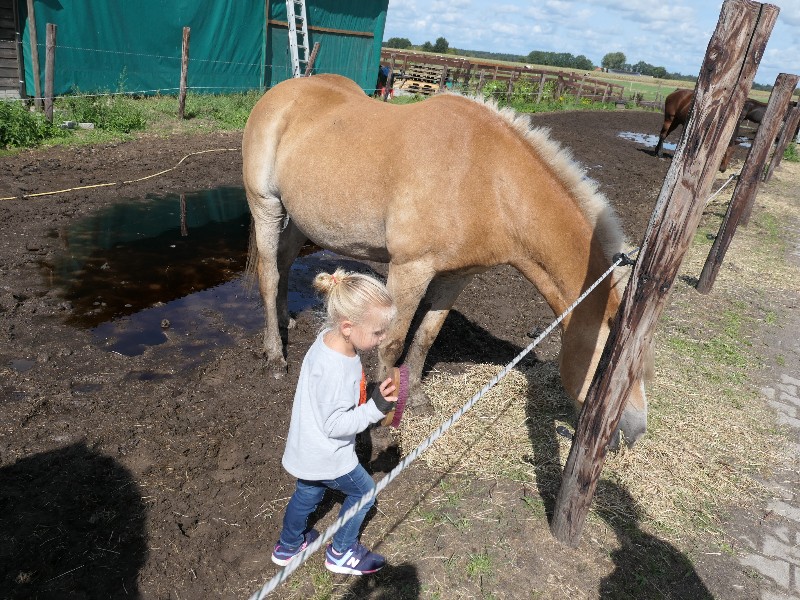Het paard vindt het heerlijk om geborsteld te worden.