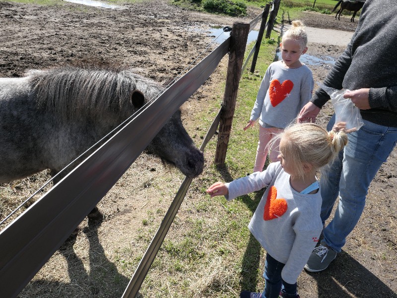 Kijk het paard eet uit mijn hand.